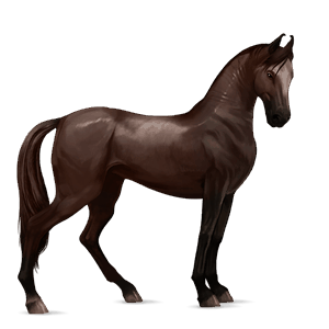 ridehest araber leverrød