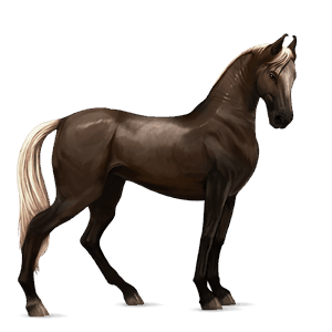 ridehest criollo sort plettet blanket