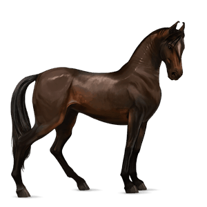 ridehest marwari brun