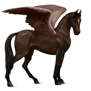 ridepegasus marwari mørkebrun