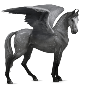 ridepegasus andalusier lysegrå