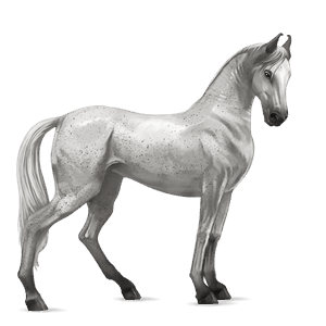 ridehest marwari rød