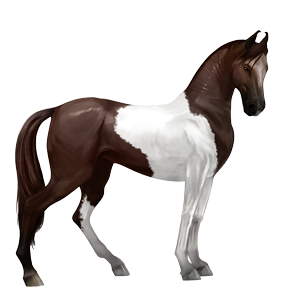 ridehest paint horse leverrød tobiano