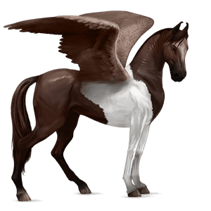 ridepegasus marwari leverrød tobiano