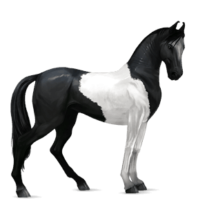 ridehest marwari rød