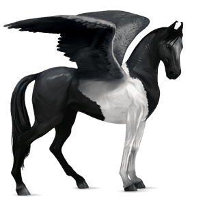 ridepegasus marwari sortbroget tobiano