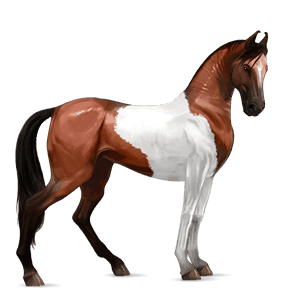 ridehest paint horse leverrød tobiano