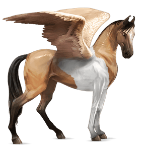 ridepegasus marwari blakket tobiano