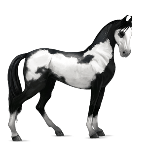 ridehest blakket