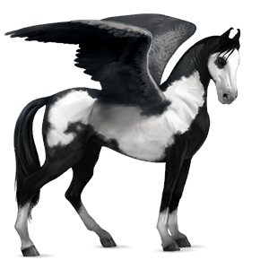 ridepegasus mangalarga marchador sortbroget tobiano