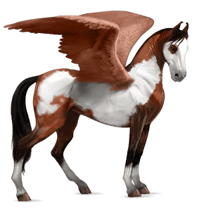 ridepegasus marwari rødbrun overo