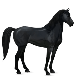ridehest appaloosa sort leopard