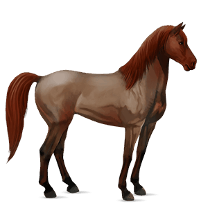 ridehest tennessee walker mørkebrun