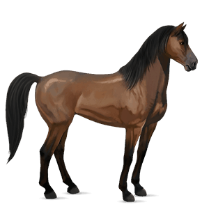 ridehest araber kirsebærbrun