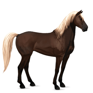 ridehest araber kirsebærbrun