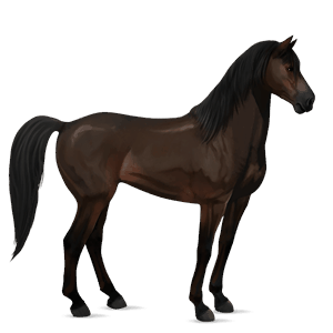 ridehest mustang mørkebrun