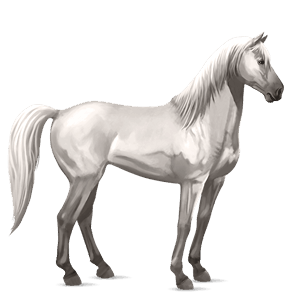 ridehest andalusier lysegrå