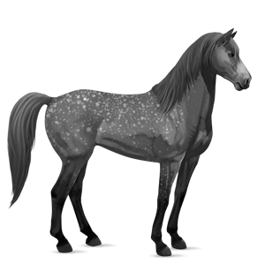 ridehest mustang gråskimmel