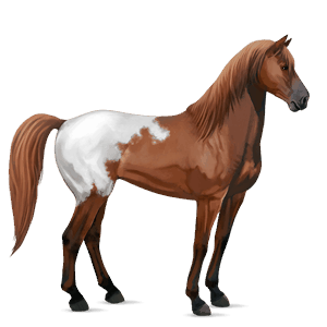 ridehest paint horse mørkebrun tobiano