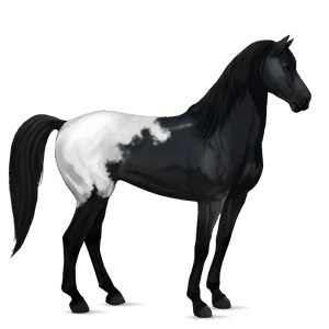 ridehest frieser sort