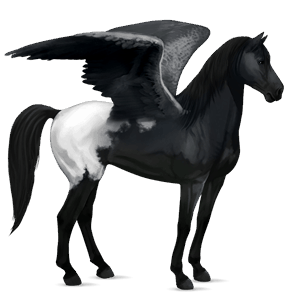 ridepegasus mustang sort blanket