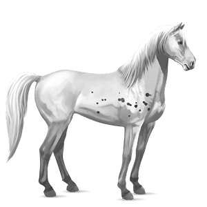 ridehest appaloosa sort leopard