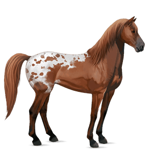 ridehest mustang kirsebærbrun