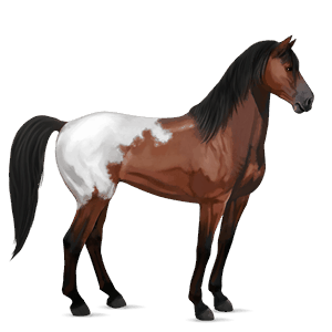 ridehest kirsebærbrun blanket