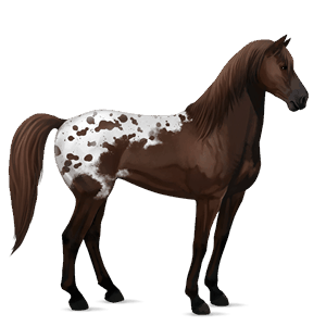 ridehest criollo mørkebrun