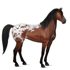 ridehest knabstrupper brun leopard