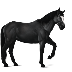 ridehest nokota sort