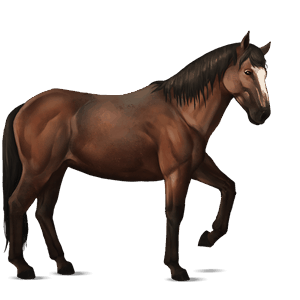 ridehest nokota brun