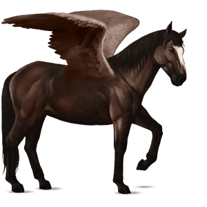 ridepegasus nokota mørkebrun