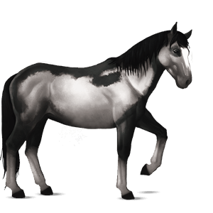 ridehest nokota sort overo