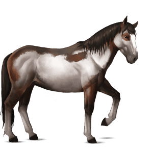 ridehest nokota brun overo