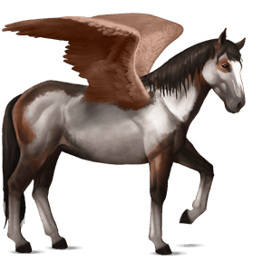 ridepegasus nokota brun