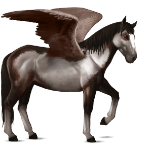 ridepegasus nokota brun overo