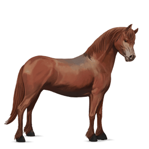 pony kirsebærbrun