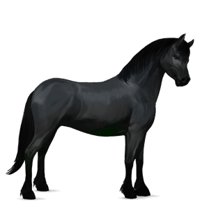 pony belgisk sportspony mørkebrun