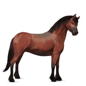 pony welsh mørkebrun