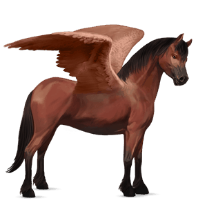 pegasuspony connemara kirsebærbrun
