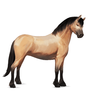 pony connemara mørkebrun