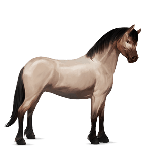 pony highland pony brun
