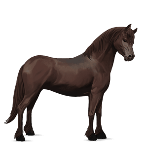 pony welsh mørkebrun