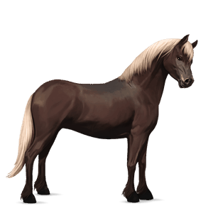 pony connemara rød