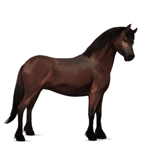 pony welsh mørkebrun