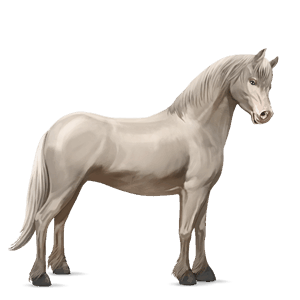 pony connemara rød stikkelhåret