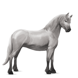 pony welsh lysegrå