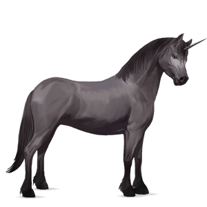 enhjørningepony connemara gråskimmel