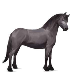 pony welsh mørkebrun